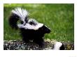 Striped Skunkmephitis Mephitismontana, Usa by Brian Kenney Limited Edition Print