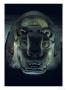Jaguar-Shaped Receptacle For Hearts Of Sacrifice Victims, Templo Mayor, Aztec, Mexico by Kenneth Garrett Limited Edition Print