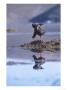 Giant Coot, Building Floating Nest, Lauca National Park, Chile by Mark Jones Limited Edition Print