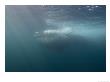 Fin Whale, Feeding On Krill, Baja California, Pacific Ocean by Richard Herrmann Limited Edition Print