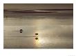 Jamess Flamingo In High Altitude Lake At Sunrise, Laguna Colorada, Bolivia by Mark Jones Limited Edition Print