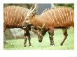Bongo, Courting Pair, Zoo Animal by Stan Osolinski Limited Edition Print