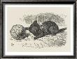 Black Kitten The Black Kitten Plays With A Ball Of Twine by John Tenniel Limited Edition Print