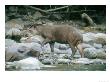 Lowland Tapir, Frequenting Mineral Seep, Yanachaga-Chemellin National Park, Peru by Mark Jones Limited Edition Print