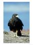 Striated Caracara, Falkland Isles by Rick Price Limited Edition Print