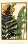 Fern Fantasy Ii by Jennifer Goldberger Limited Edition Pricing Art Print