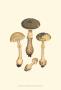Curtis Mushrooms Ii by Samuel Curtis Limited Edition Print