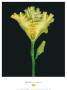 Yellow Iris by Joson Limited Edition Print