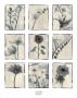 Silk Botanicals by Elizabeth Jardine Limited Edition Pricing Art Print