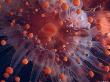 Orange Ball Corallimorph, Grand Cayman, Caribbean Sea by Doug Perrine Limited Edition Print