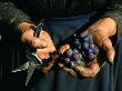 Hands Holding Muscatel Grapes And Shears, Czechoslovakia by James P. Blair Limited Edition Pricing Art Print