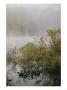 Great Blue Heron Waits For Breakfast Near The Appalachian Trail, Lake Hebron, Maine by Sam Abell Limited Edition Print
