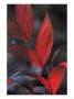 Sunlight Illuminates The Red Leaves Of A Plant In Ecuador by Michael Nichols Limited Edition Pricing Art Print