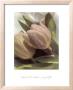 Spring Tulips by Susan Parslow Limited Edition Pricing Art Print