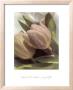 Spring Tulips by Susan Parslow Limited Edition Pricing Art Print