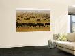 Western White-Bearded Wildebeest Herd, Grumeti by Adrian Bailey Limited Edition Pricing Art Print