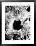 Attractive Woman At The Cannes Film Festival by Paul Schutzer Limited Edition Print
