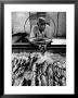 Employee Of Fish Stall In The Old City Market by Robert W. Kelley Limited Edition Print