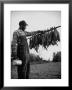 Tobacco Farmer Holding Dried Tobacco Leaves by Peter Stackpole Limited Edition Print