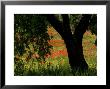 Common Poppies Flowering, Huesca Province, Aragon Region, Spain by Inaki Relanzon Limited Edition Print