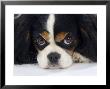 Cavalier King Charles Spaniel, Tricolour, Portrait by Petra Wegner Limited Edition Pricing Art Print