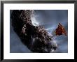 Artist's Concept Of Deep Impact's Encounter With Comet Tempel 1 by Stocktrek Images Limited Edition Print