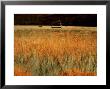 An Autumn Morning, Coniston Water, Lake District National Park, Cumbria, England by David Hughes Limited Edition Print