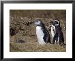 Magellanic Penguin Colony, Seno Otway, Patagonia, Chile, South America by Sergio Pitamitz Limited Edition Print