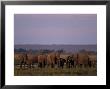 African Elephant, Loxodonta Africana, Chobe River, Chobe National Park, Botswana, Africa by Thorsten Milse Limited Edition Print