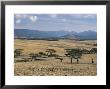 Acacia Trees On High Grasslands In Front Of Bale Mountains, Southern Highlands, Ethiopia, Africa by Tony Waltham Limited Edition Print