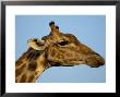 Head Of A Giraffe (Giraffa Camelopardalis), South Africa, Africa by Steve & Ann Toon Limited Edition Print