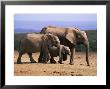 African Elephants (Loxodonta Africana), Addo Elephant National Park, South Africa, Africa by Steve & Ann Toon Limited Edition Print