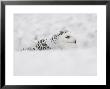 Snowy Owl, Nictea Scandiaca, Female, Captive, United Kingdom by Steve & Ann Toon Limited Edition Print