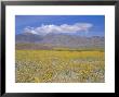 Desert Gold (Geraea Canescens) Flowers, Death Valley, California, Usa by Roy Rainford Limited Edition Pricing Art Print