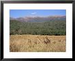 Eastern Grey Kangaroos, New South Wales, Australia, Pacific by Jochen Schlenker Limited Edition Pricing Art Print