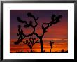 Joshua Trees At Sunrise, Mojave Desert, Joshua Tree National Monument, California, Usa by Art Wolfe Limited Edition Print