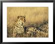 Leopard, Panthera Pardus, In Captivity, Namibia, Africa by Ann & Steve Toon Limited Edition Print