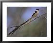 Pin-Tailed Whydah (Vidua Macroura), Male In Breeding Plumage, South Africa, Africa by Ann & Steve Toon Limited Edition Print
