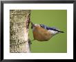 Eurasian Nuthatch, (Sitta Europaea), Bielefeld, Nordrhein Westfalen, Germany by Thorsten Milse Limited Edition Print