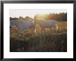 Camargue Horses, La Petite Camargue, In The Region Of Aigues-Mortes, Languedoc-Roussillon, France by J P De Manne Limited Edition Print