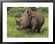 White Rhino, Pilanesberg Game Reserve, North West Province, South Africa, Africa by Ann & Steve Toon Limited Edition Pricing Art Print