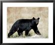 Black Bear (Ursus Americanus), Outside Glacier National Park, Montana by James Hager Limited Edition Print