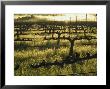 Stelling Vineyard On Oakville Grade Road, Near Oakville, Napa Valley, California by Janis Miglavs Limited Edition Print
