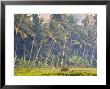 Man Ploughing, Candidasa, Eastern Bali, Indonesia by Peter Adams Limited Edition Print