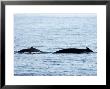 Humpback Whale Female Traveling With Calf, Massachusetts by Tim Laman Limited Edition Print