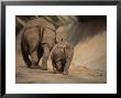 Indian Rhinoceros And Her Baby At A Zoo, San Diego, California by Michael Nichols Limited Edition Print