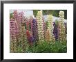Norway, Hidra, Lupins And Lilies by Brimberg & Coulson Limited Edition Print