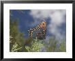 Red Spotted Purple Basilarchia Arthemis Has Lighted On A Juniper by George Grall Limited Edition Pricing Art Print
