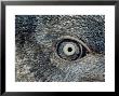 Close Up Of The Mosaic Eye And Plumage Of A Young Fairy Penguin by Jason Edwards Limited Edition Pricing Art Print