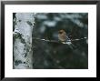 An Eurasian Jay Perched On The Limb Of A Birch Tree by Tim Laman Limited Edition Pricing Art Print